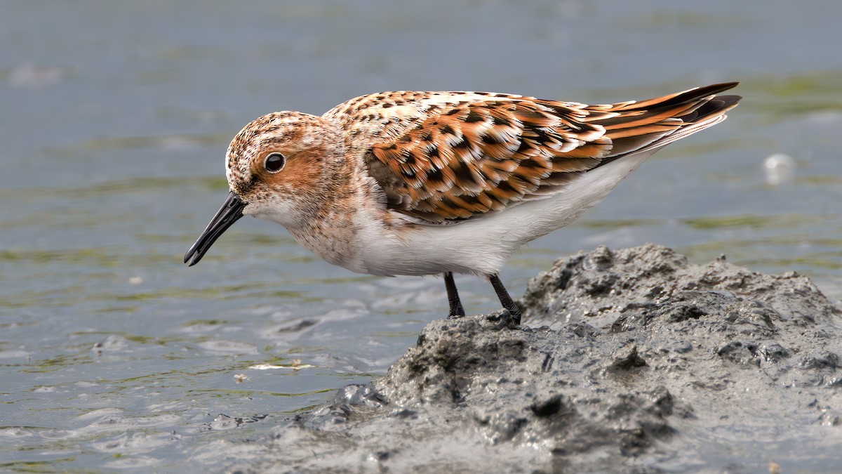 Little Stint - SONER SABIRLI