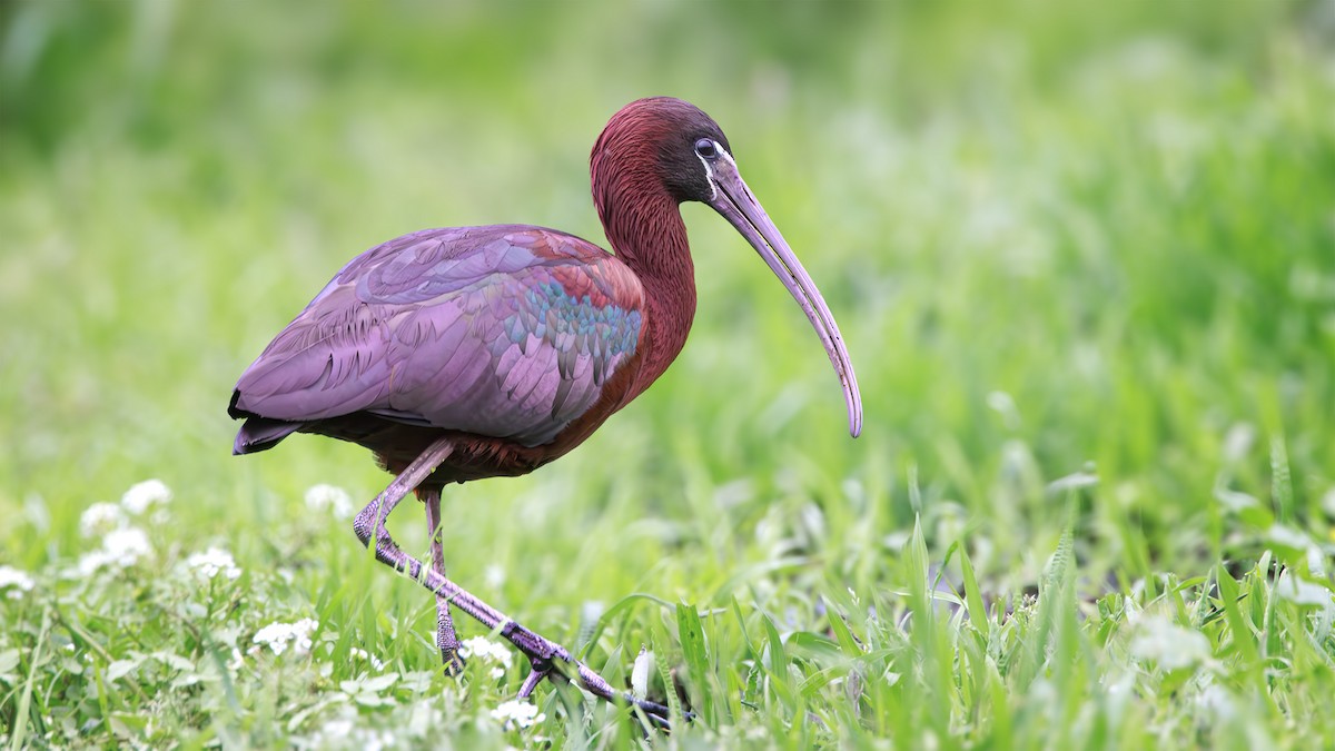 Glossy Ibis - SONER SABIRLI