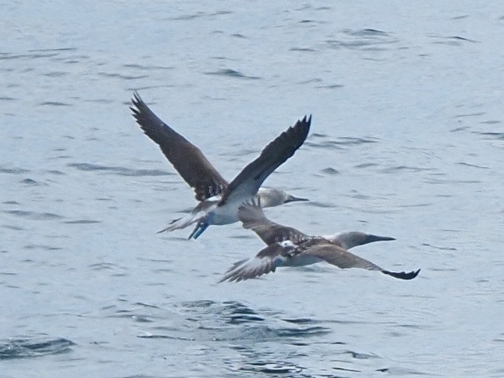 Blue-footed Booby - ML620112820