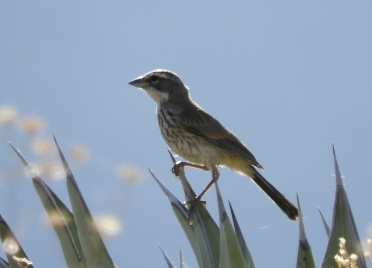 Black-throated Sparrow - ML620112821