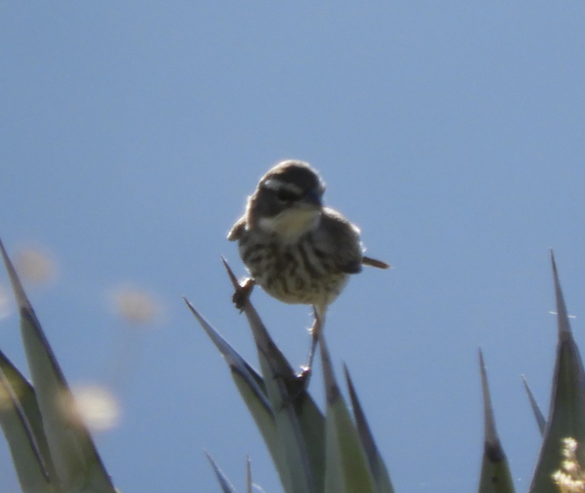 Black-throated Sparrow - ML620112824