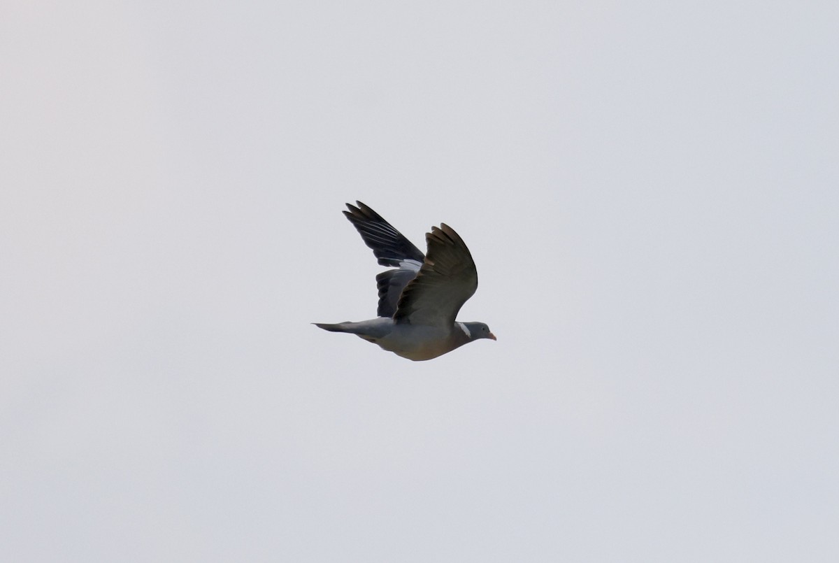 Common Wood-Pigeon - ML620112832
