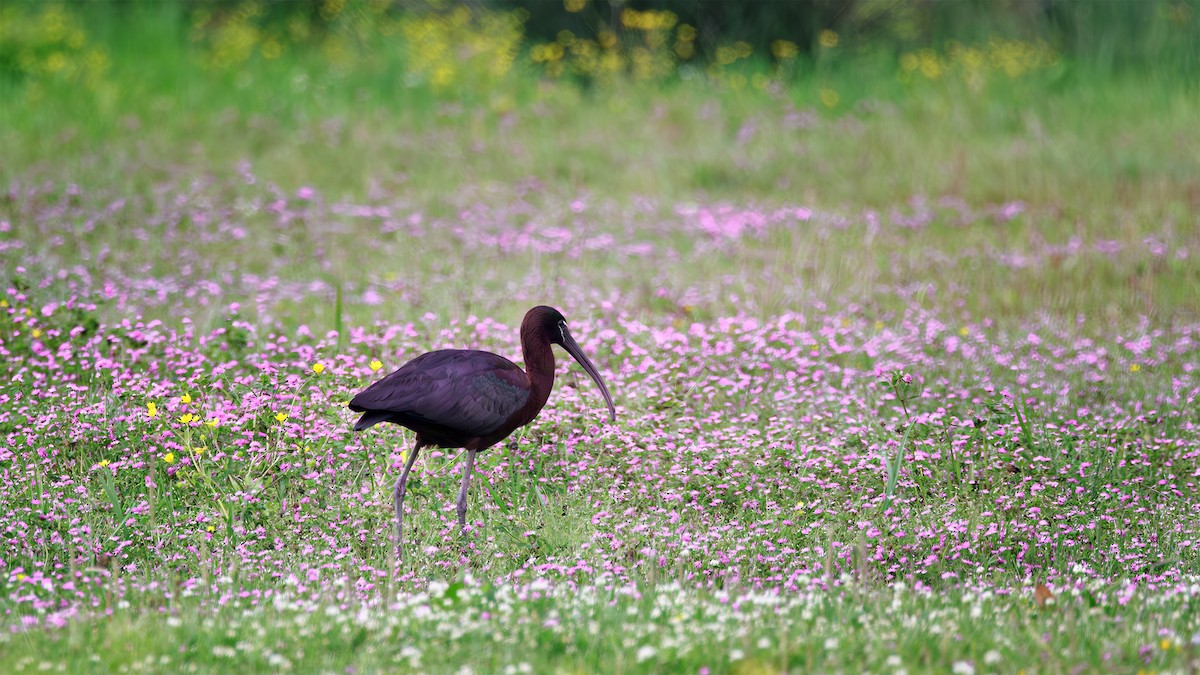 ibis hnědý - ML620112835