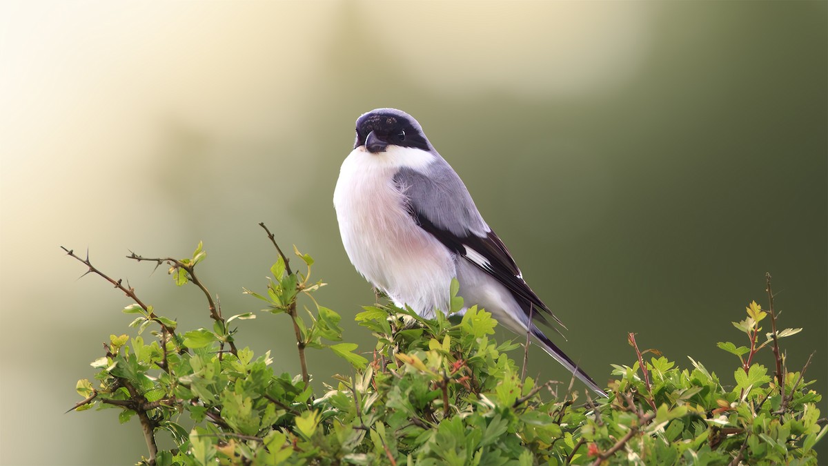 Lesser Gray Shrike - ML620112849