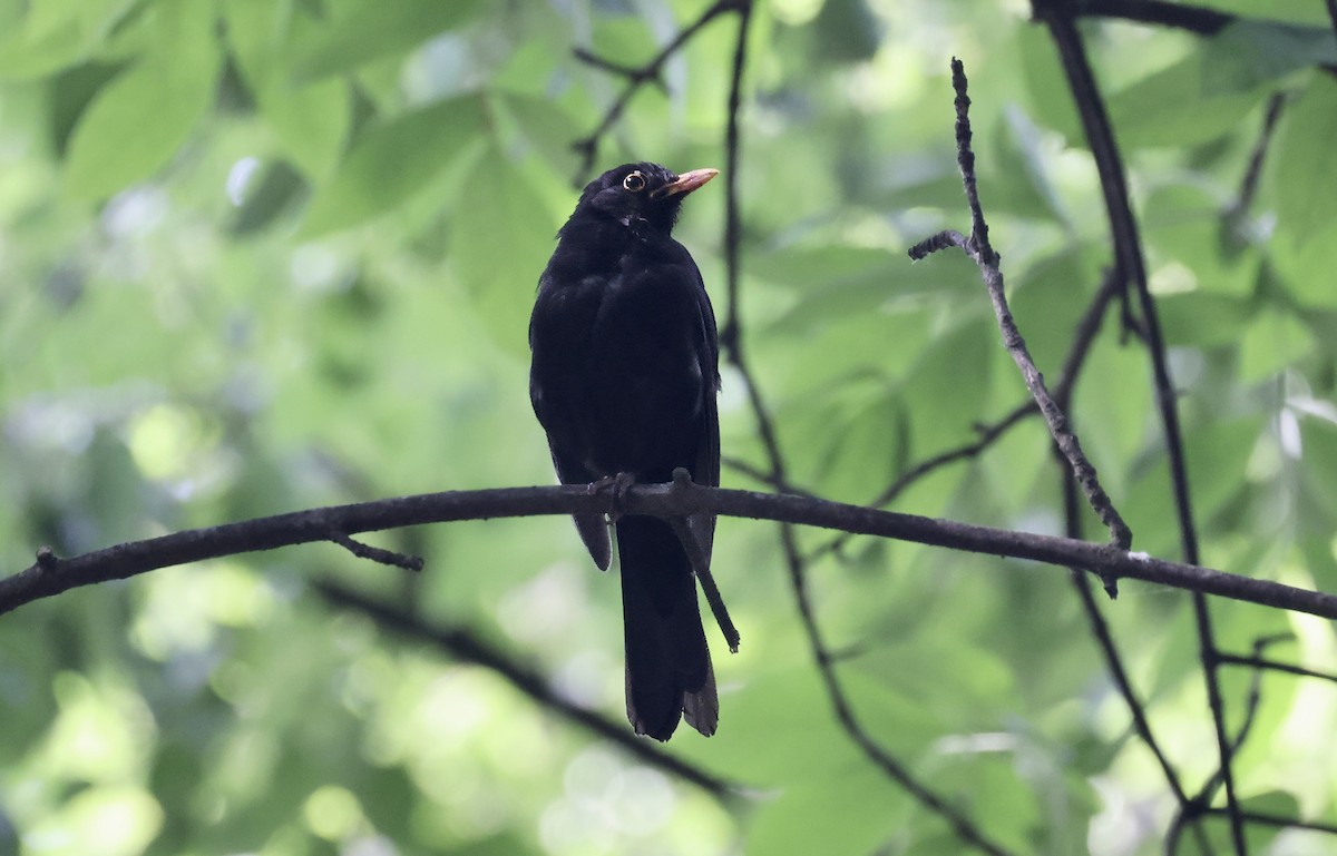 Eurasian Blackbird - ML620112851