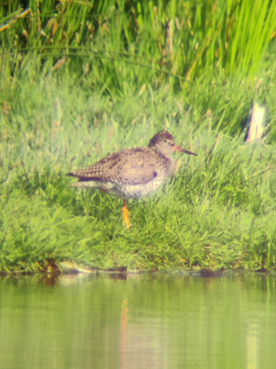 Common Redshank - ML620112860