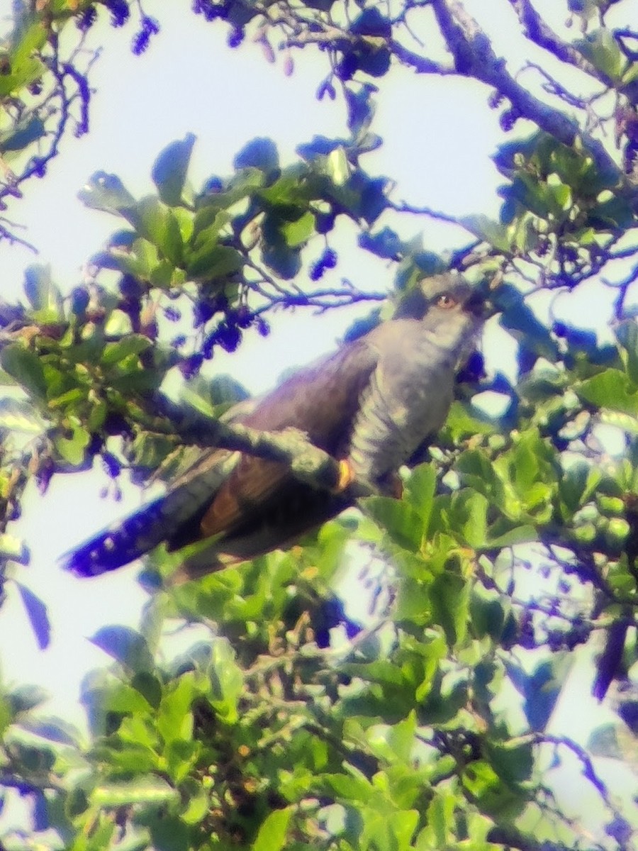Common Cuckoo - ML620112878