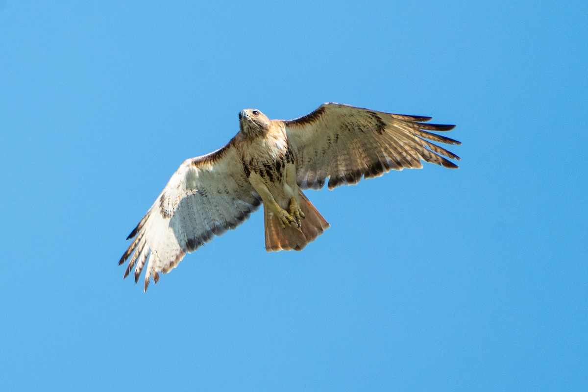 Red-tailed Hawk - ML620112889