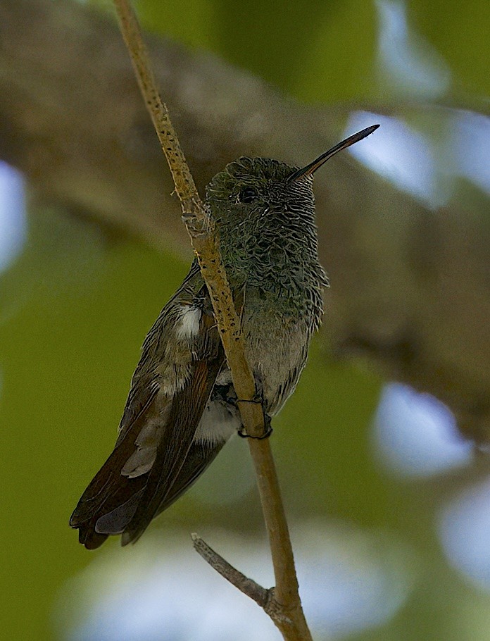 Berylline Hummingbird - ML620112893