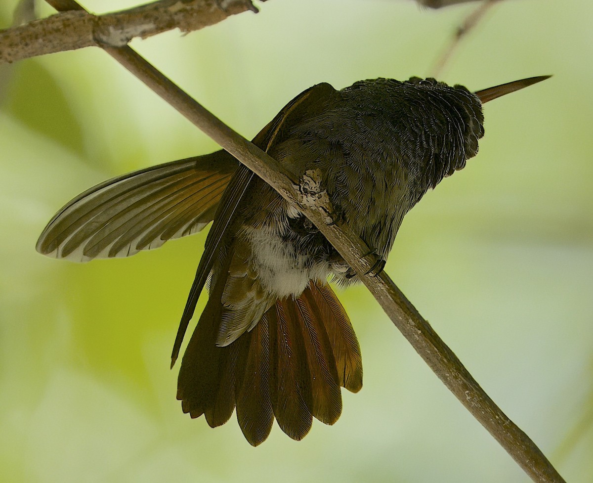 Berylline Hummingbird - ML620112894
