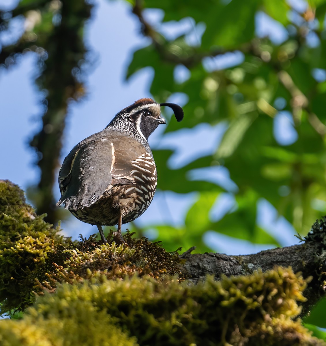 California Quail - ML620112898