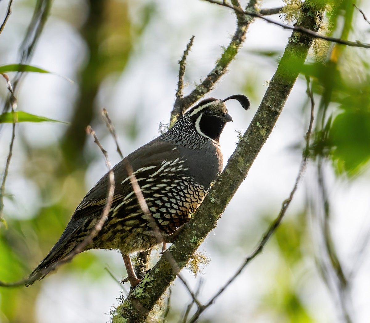 California Quail - ML620112899