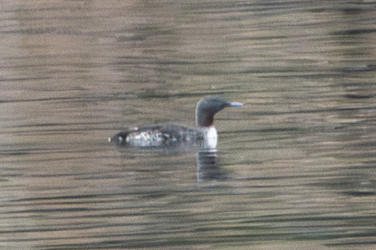 Red-throated Loon - ML620112902