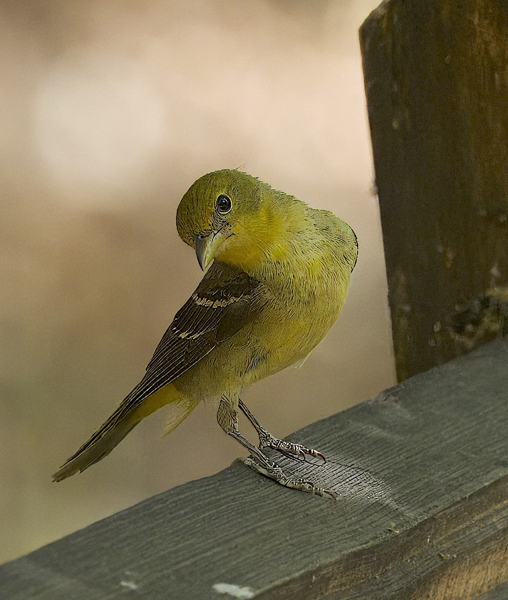 Western Tanager - ML620112915