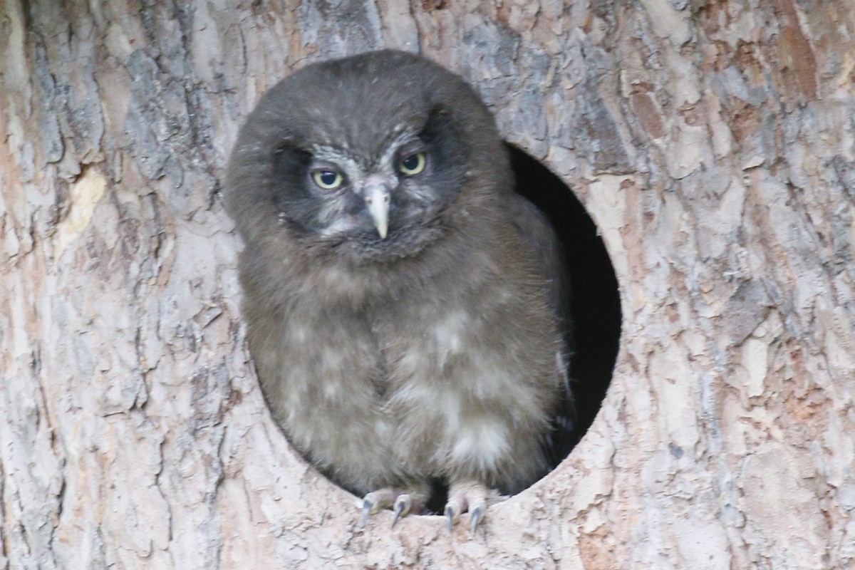 Boreal Owl - ML620112916