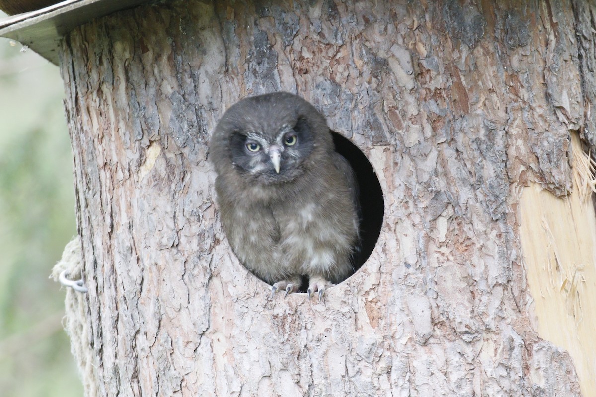 Boreal Owl - ML620112917