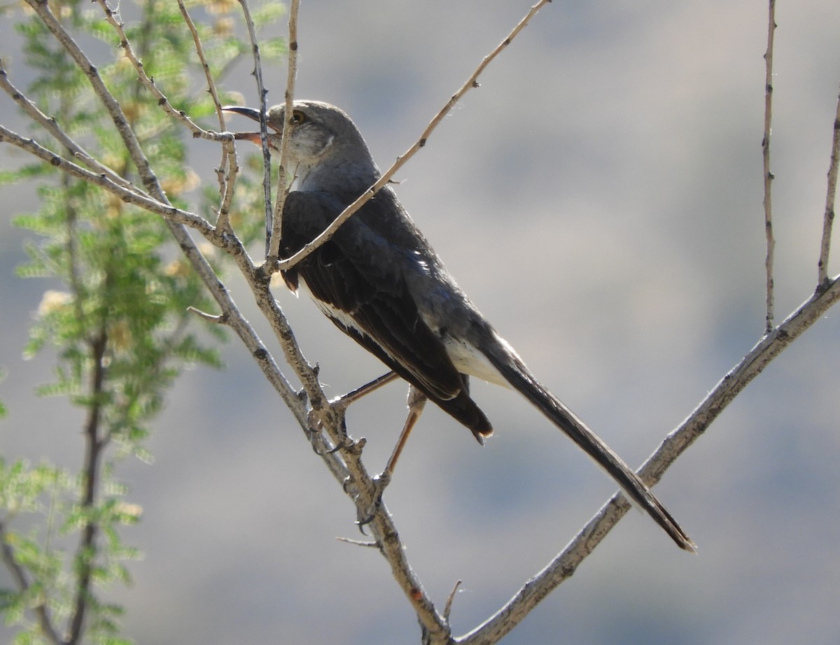 Northern Mockingbird - ML620112928