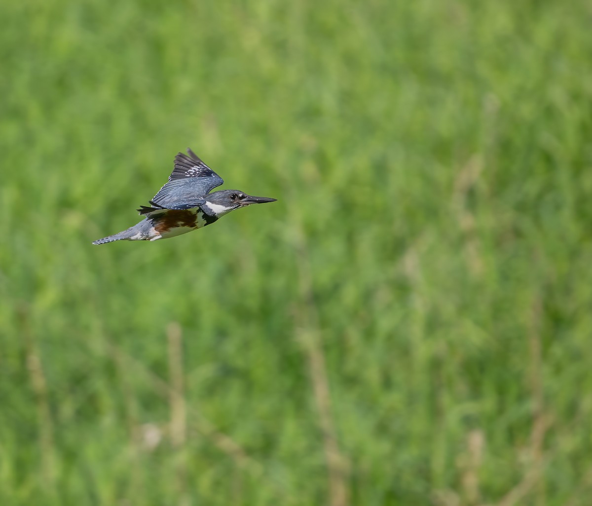 Belted Kingfisher - ML620112935