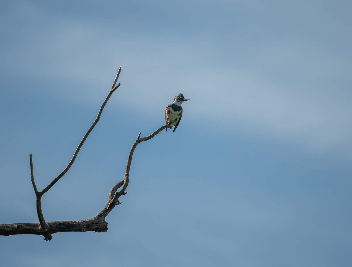 Belted Kingfisher - ML620112936