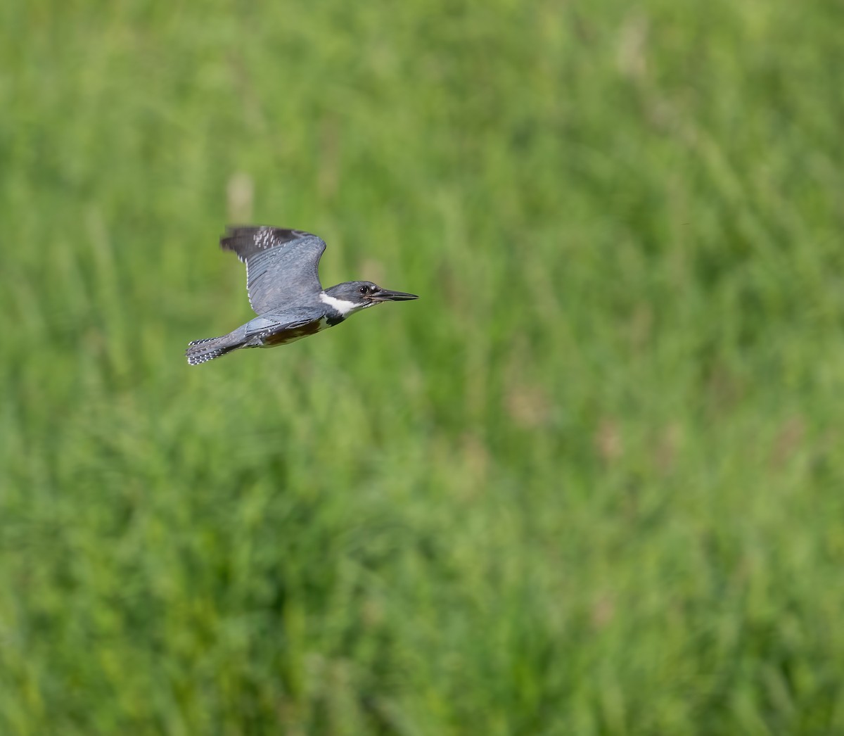 Belted Kingfisher - ML620112937
