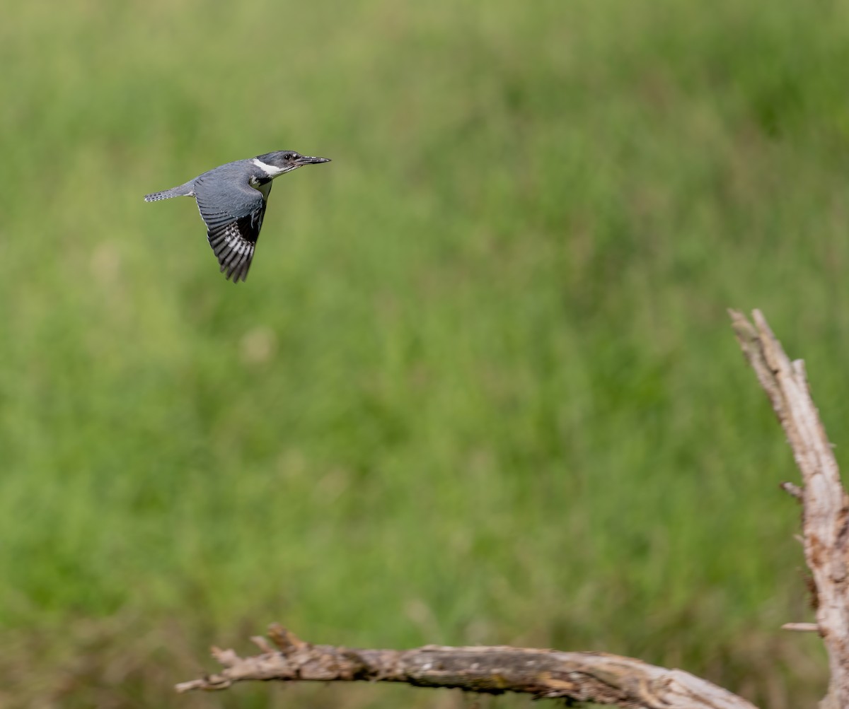 Belted Kingfisher - ML620112938