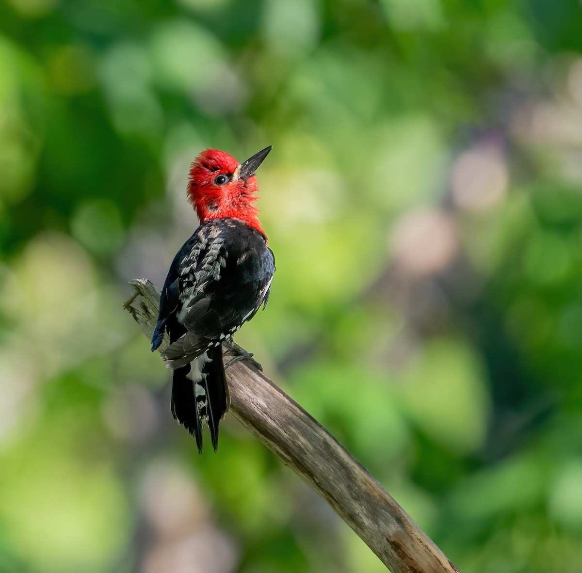 Red-breasted Sapsucker - ML620112942