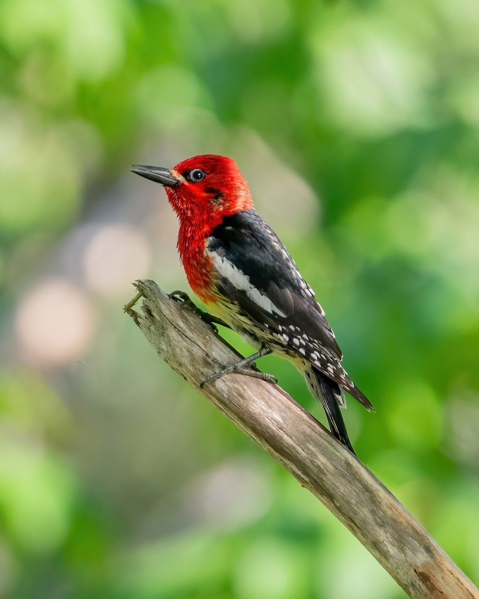 Red-breasted Sapsucker - ML620112943