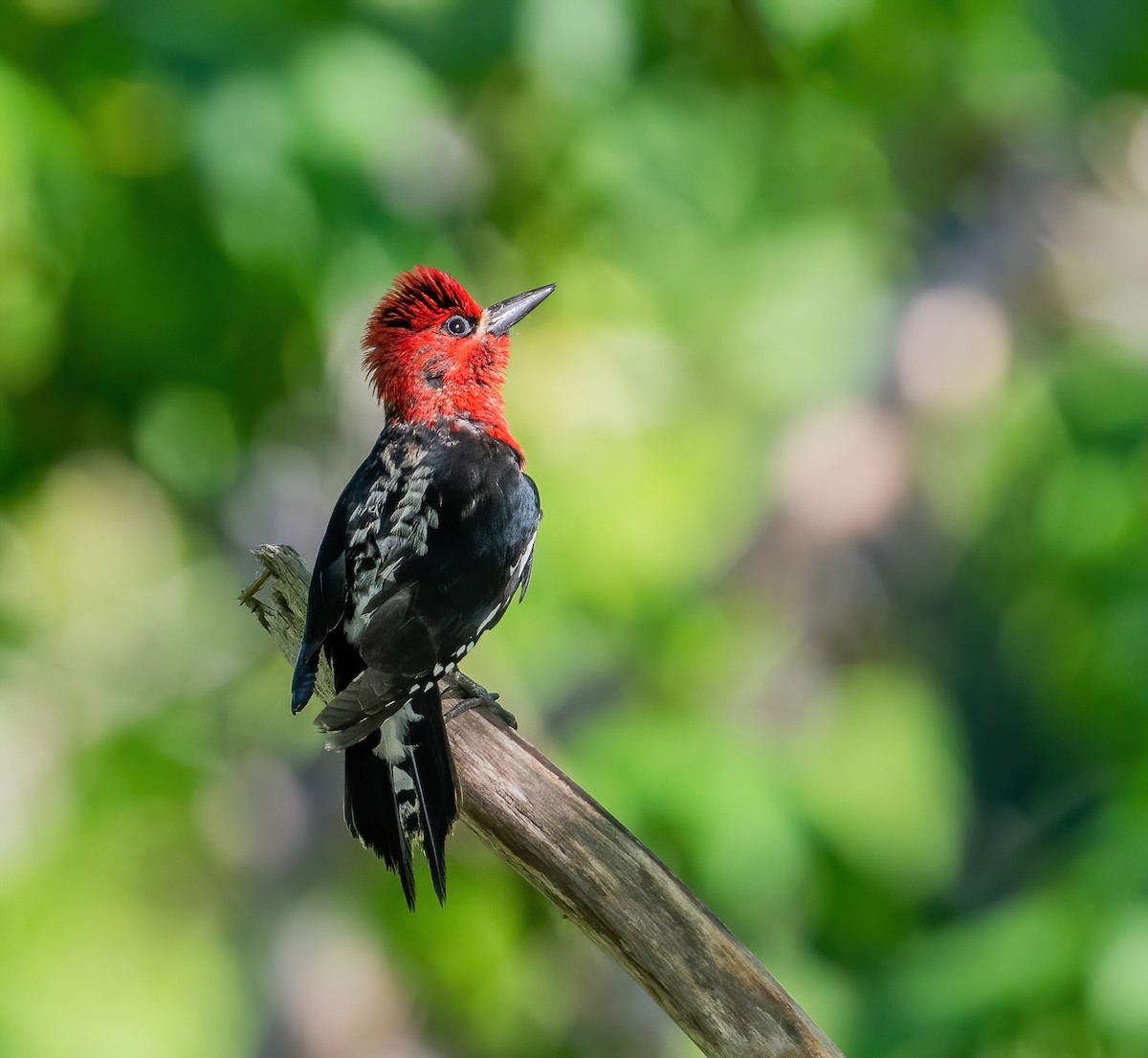 Red-breasted Sapsucker - ML620112944