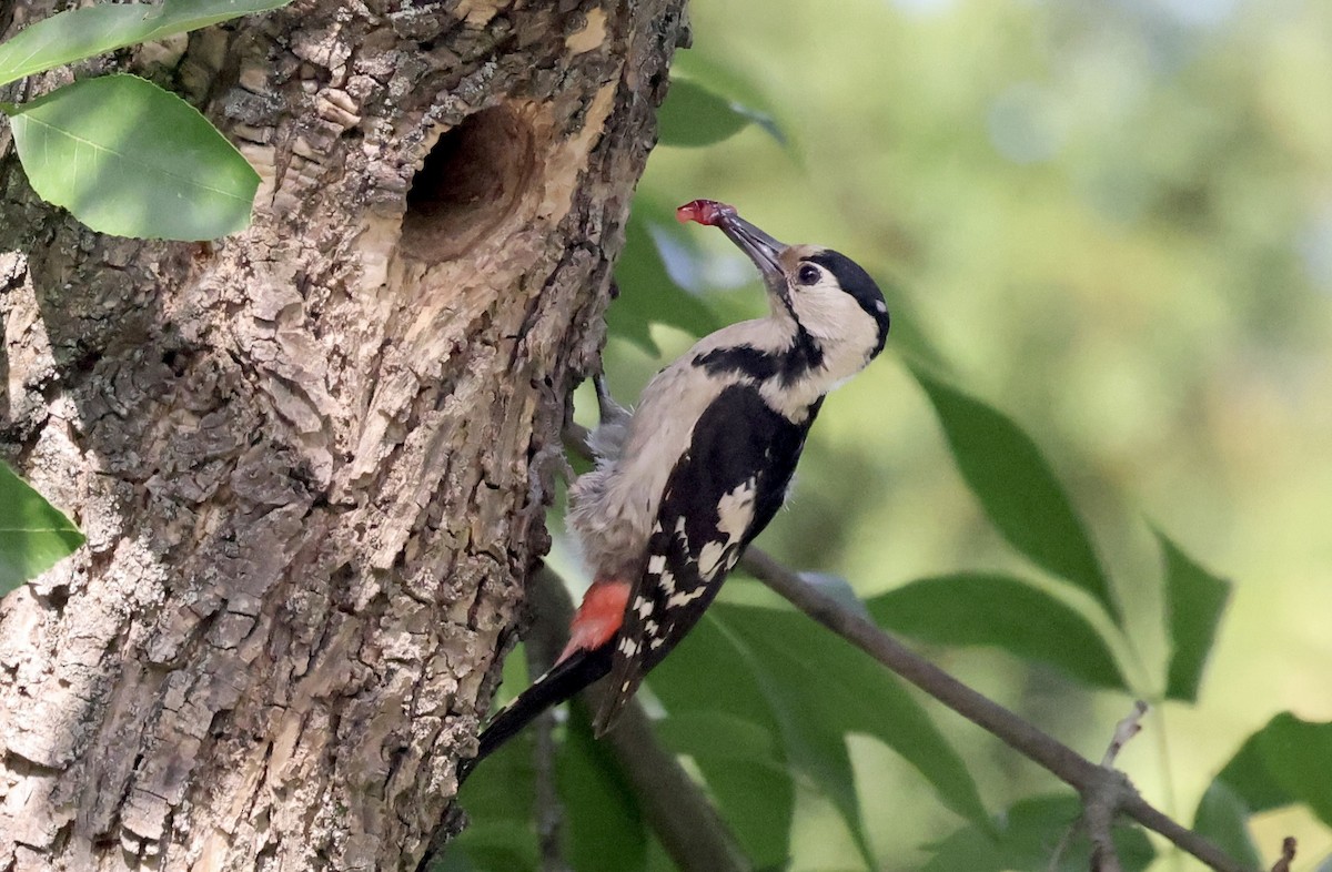 Syrian Woodpecker - ML620112950
