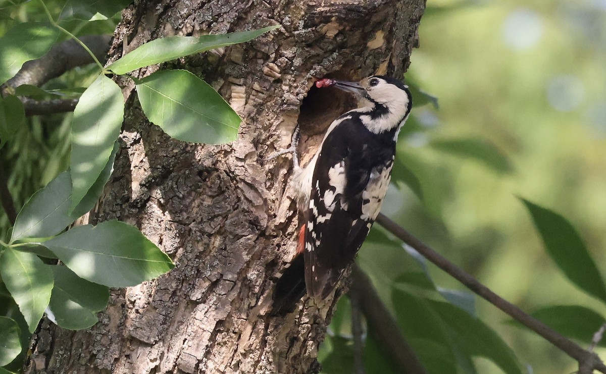Syrian Woodpecker - ML620112951