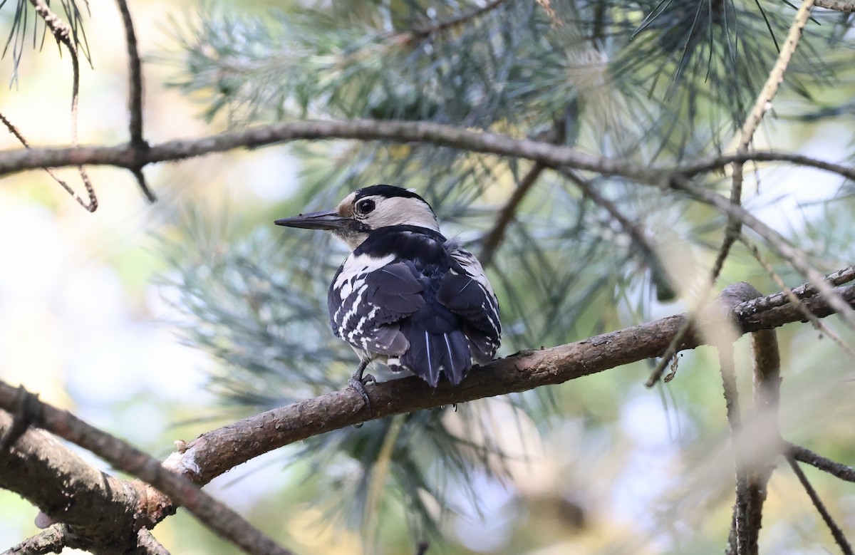 Syrian Woodpecker - ML620112952