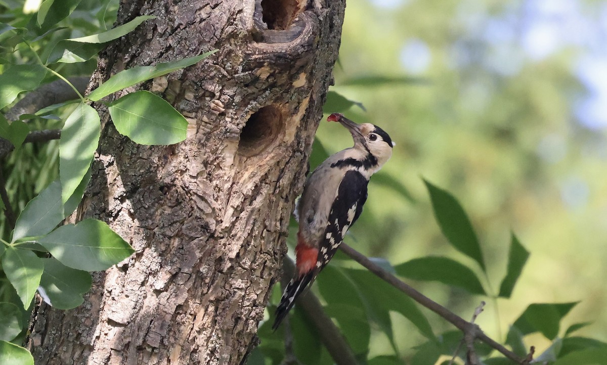 Syrian Woodpecker - ML620112954