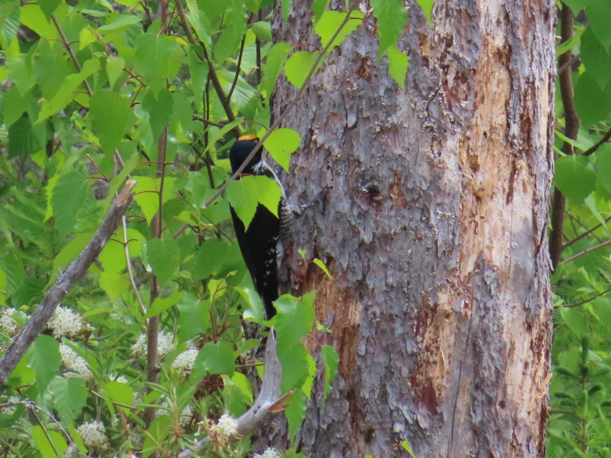 Black-backed Woodpecker - ML620112956
