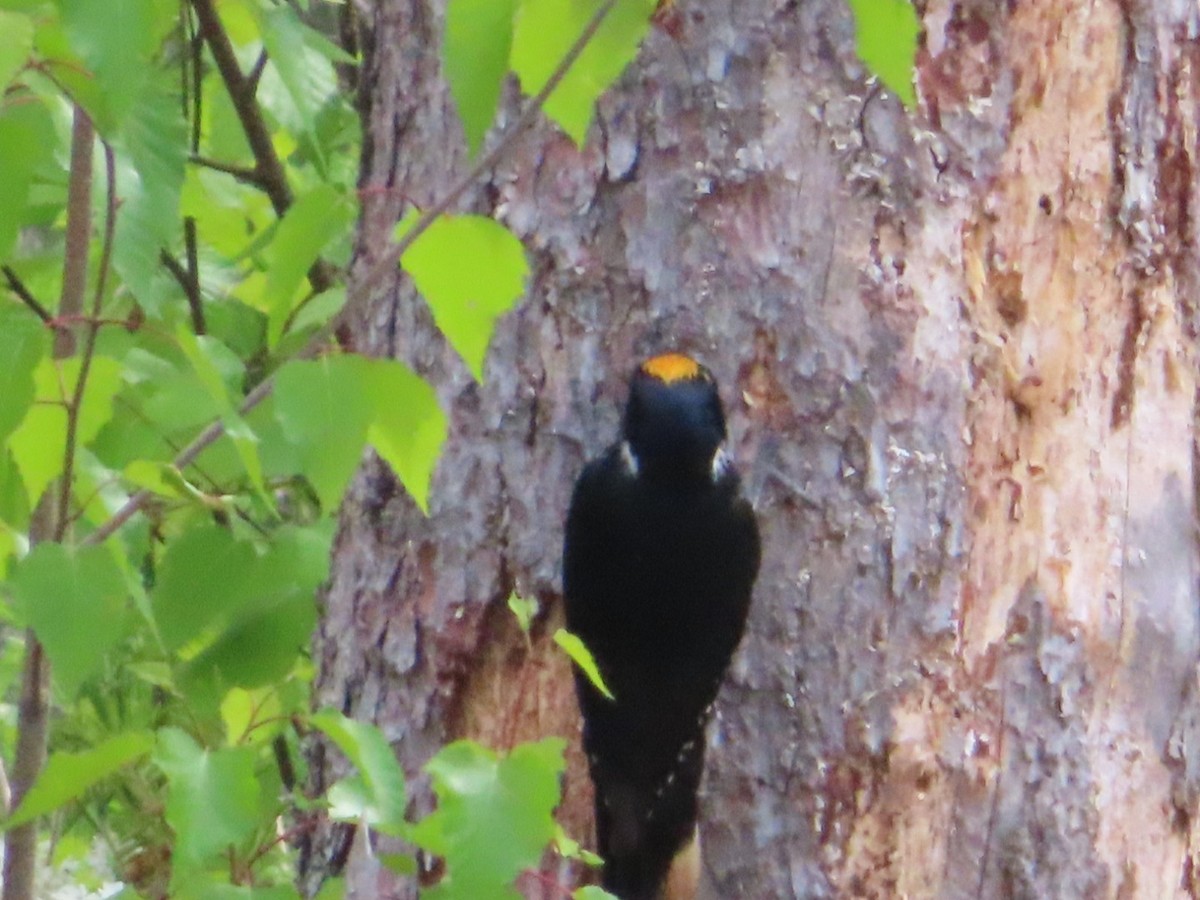 Black-backed Woodpecker - ML620112957