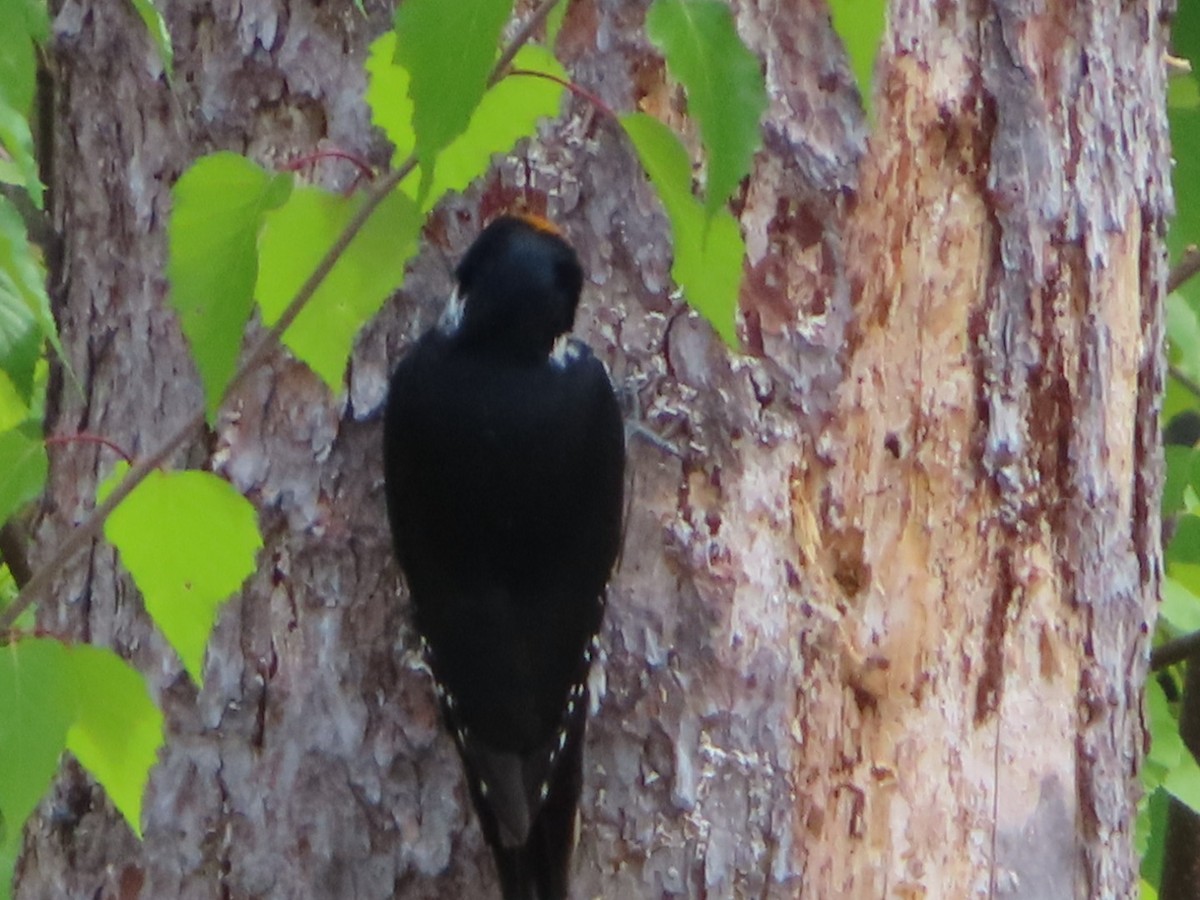 Black-backed Woodpecker - ML620112958