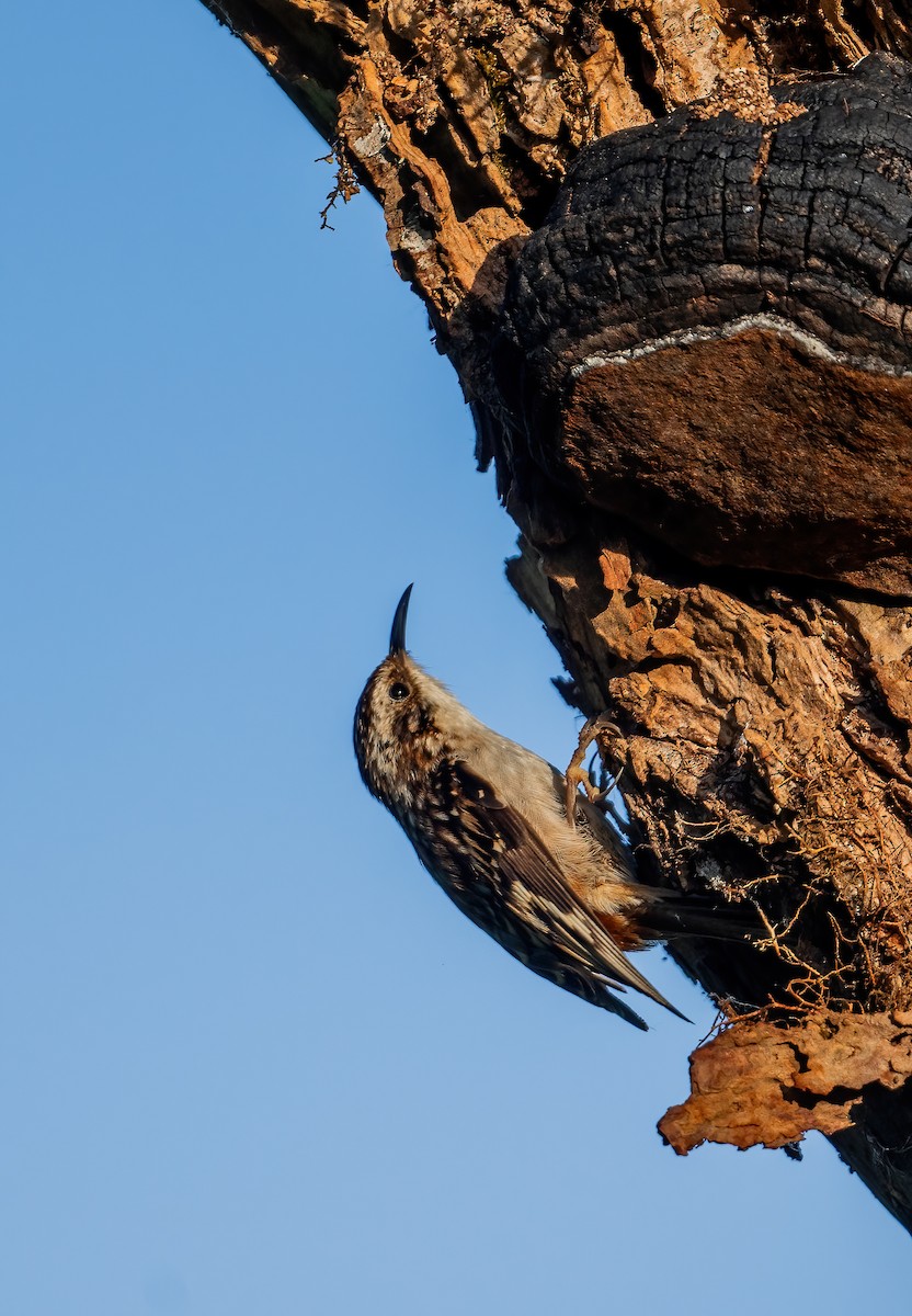 Brown Creeper - ML620112960