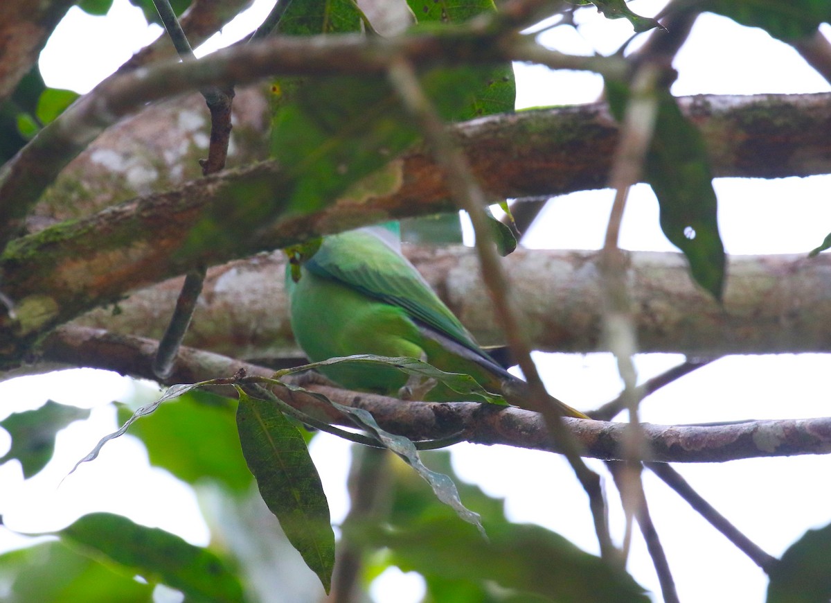 Папужець зеленошиїй - ML620112964
