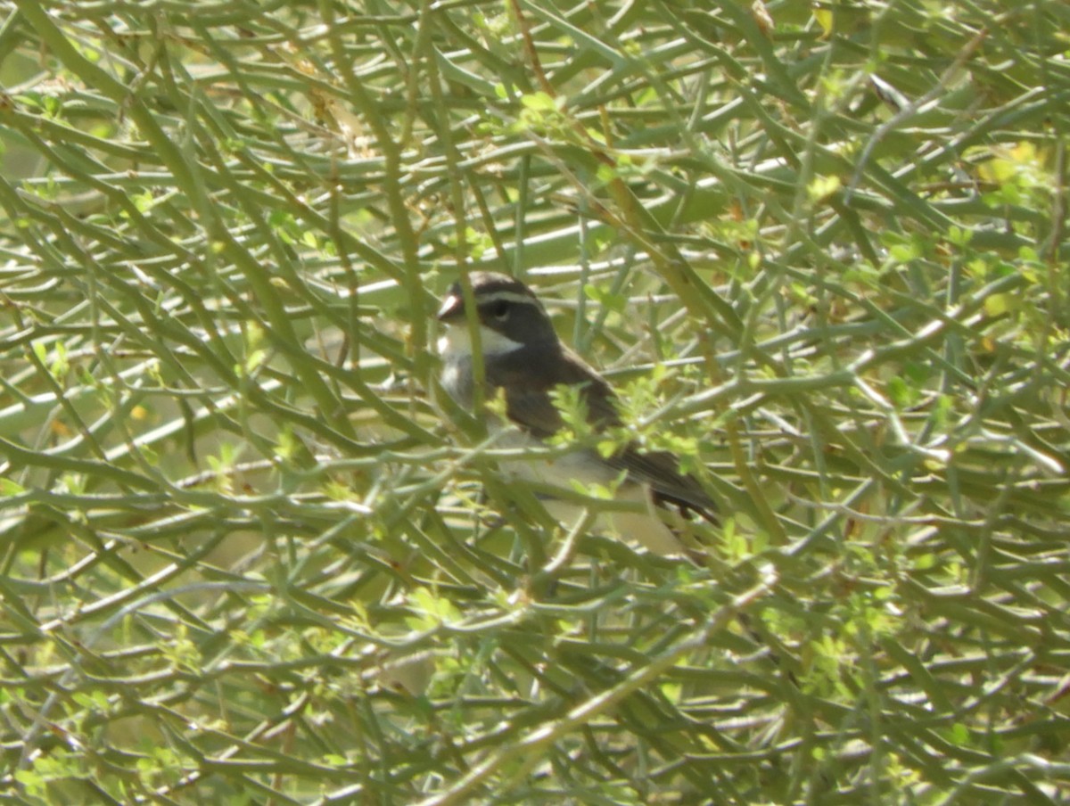 Black-throated Sparrow - ML620112967