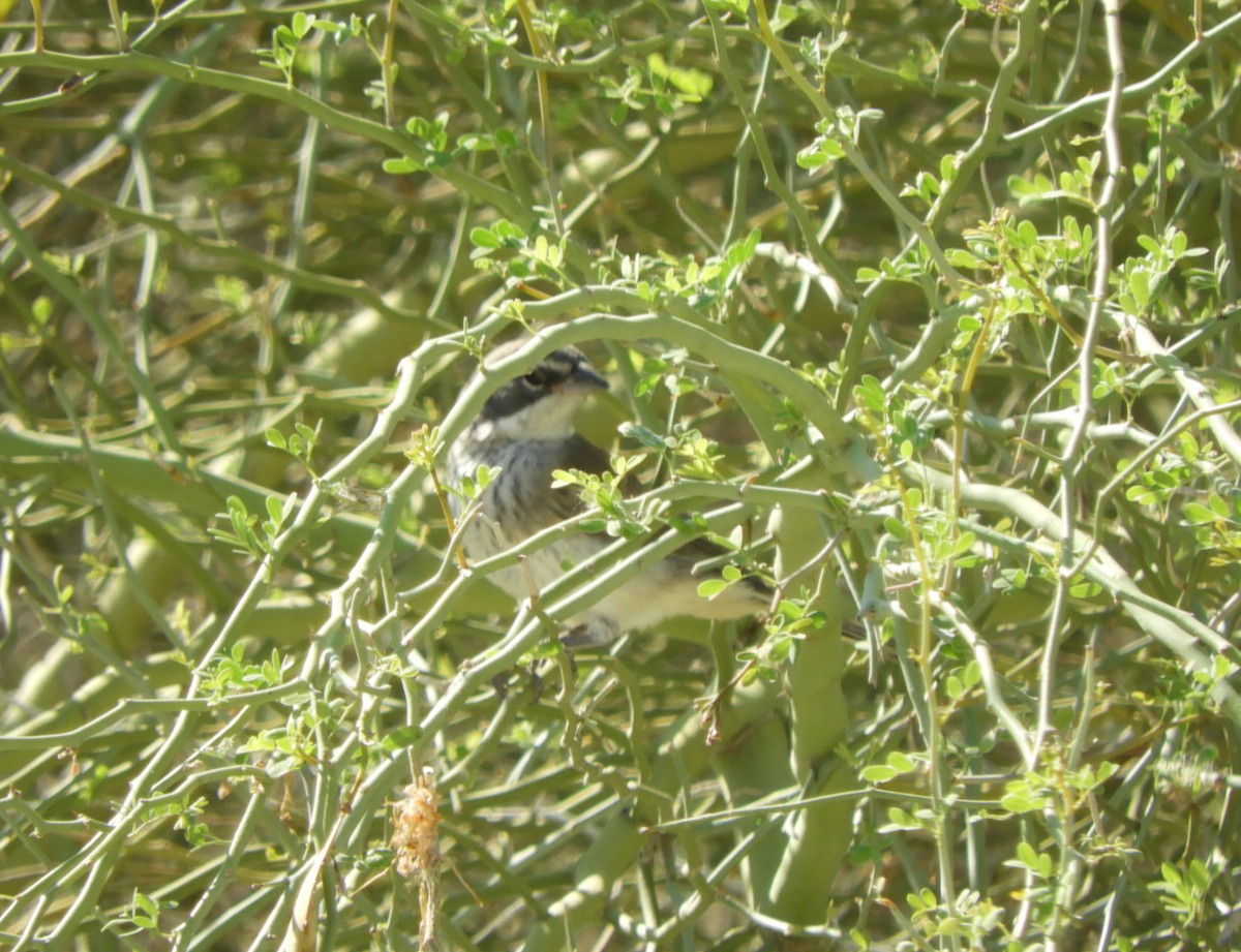 Black-throated Sparrow - ML620112988