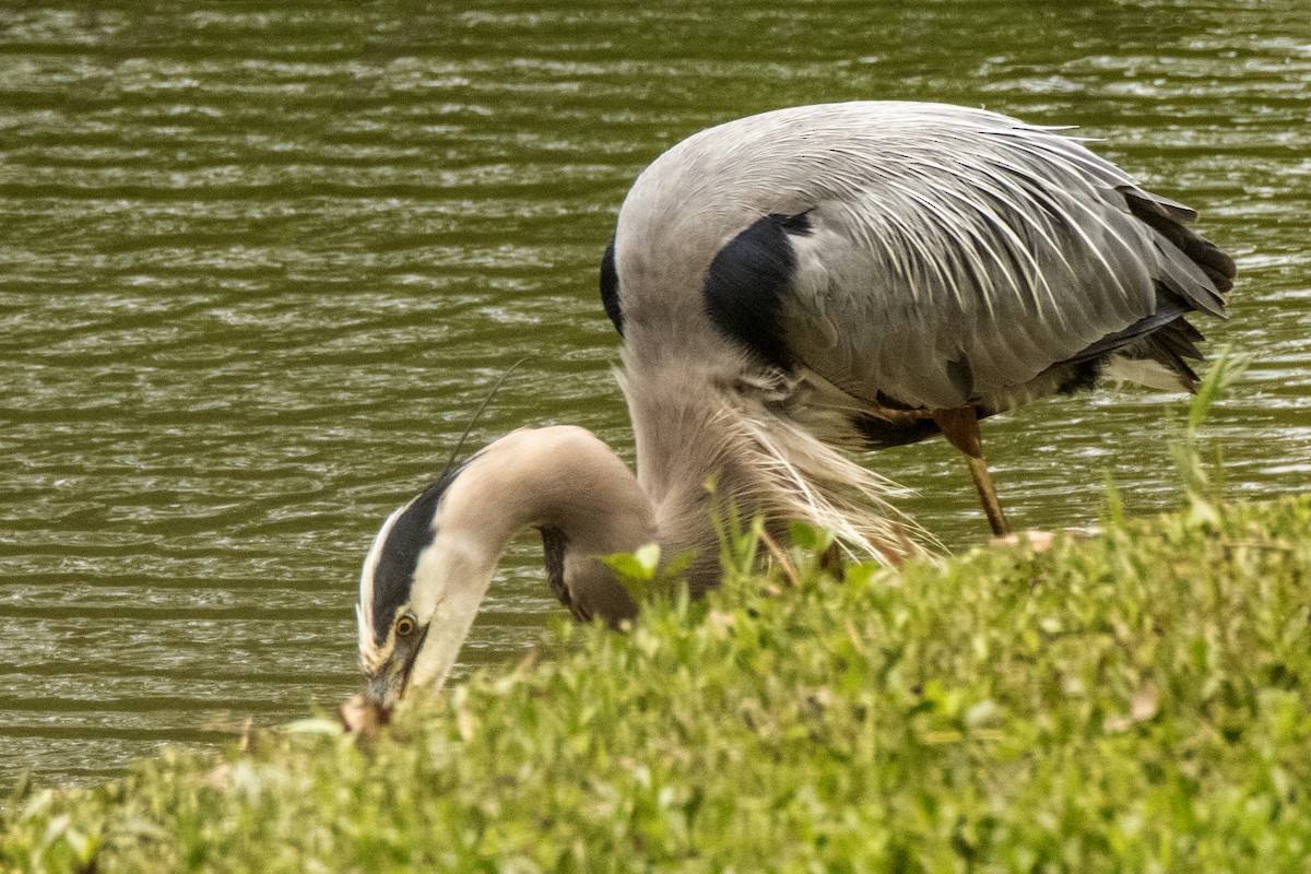 Great Blue Heron - ML620113000