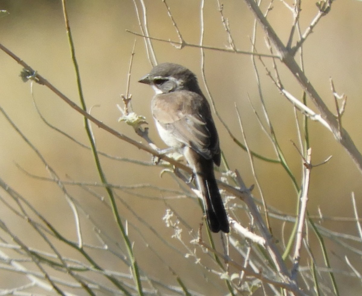 Black-throated Sparrow - ML620113001