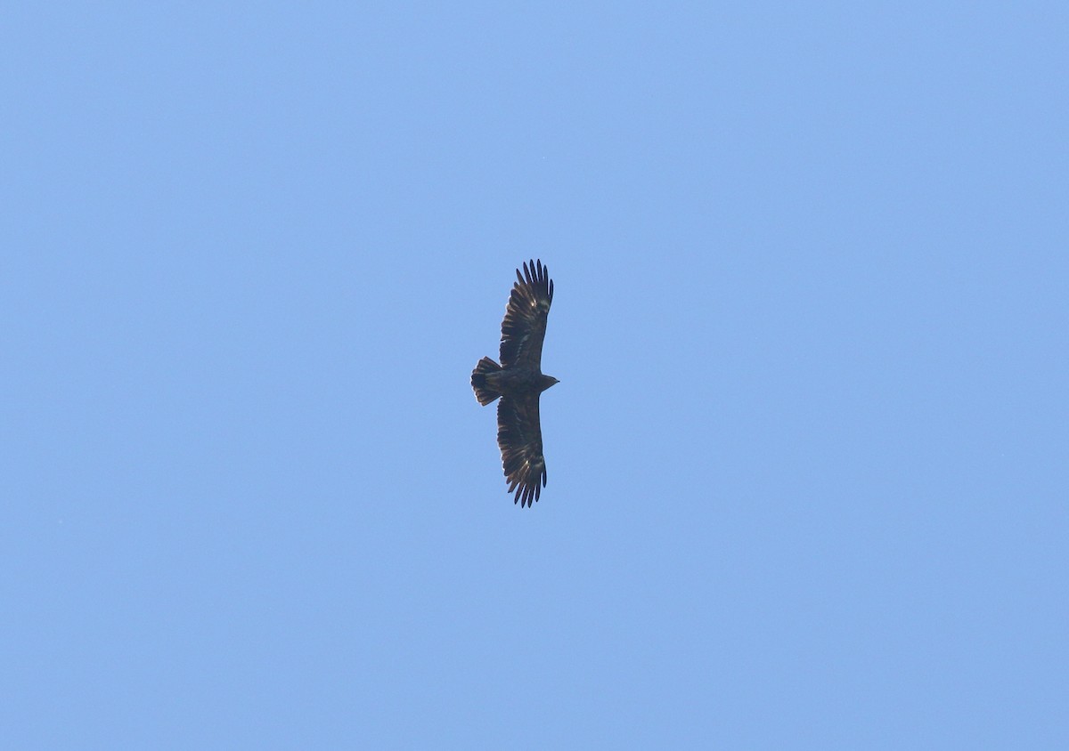 Lesser Spotted Eagle - ML620113004