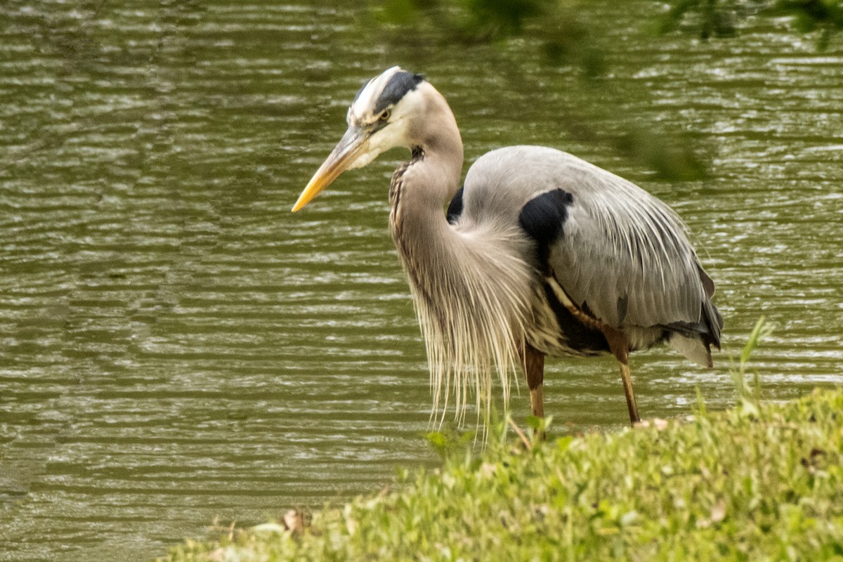 Great Blue Heron - ML620113011