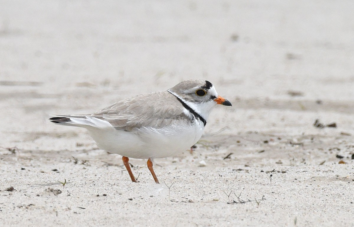 Piping Plover - ML620113044