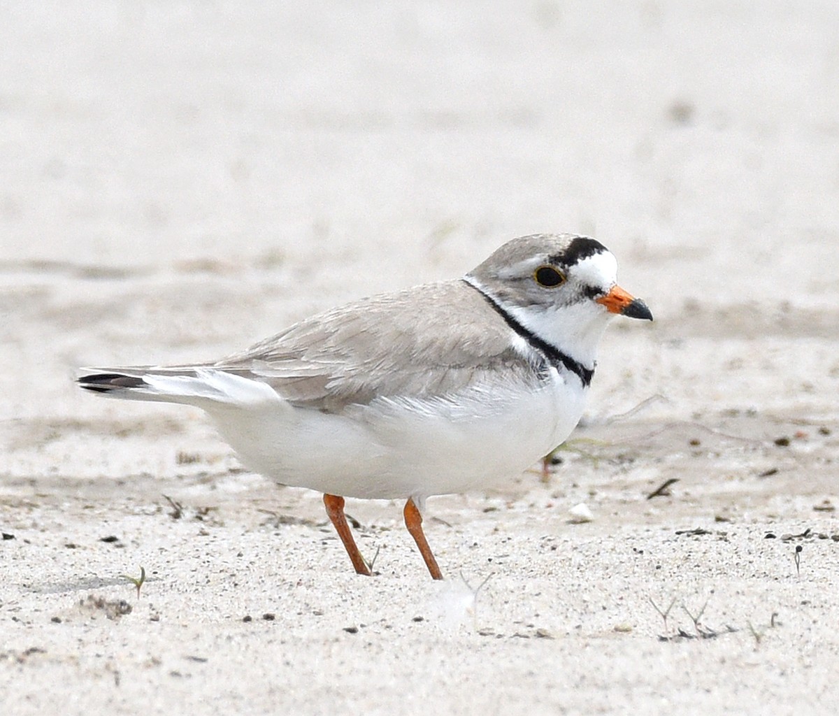 Piping Plover - ML620113045