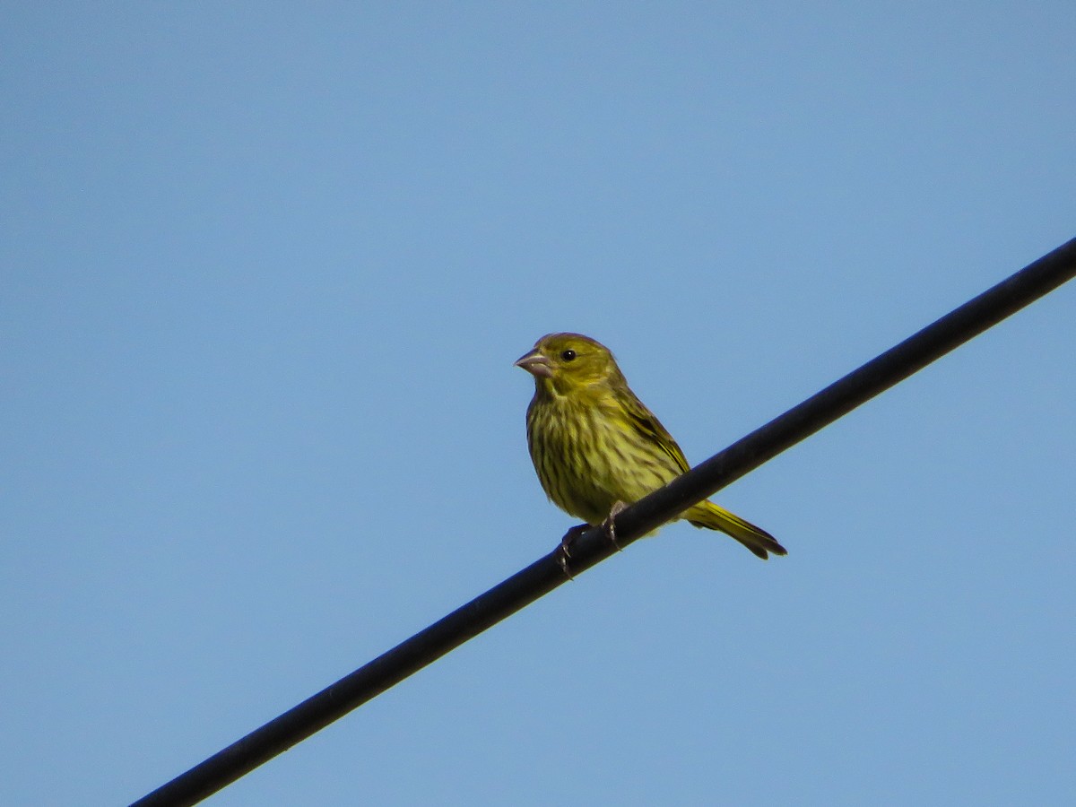 European Greenfinch - ML620113051