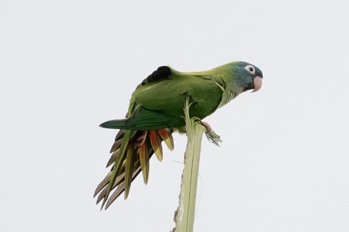 Blue-crowned Parakeet - ML620113076