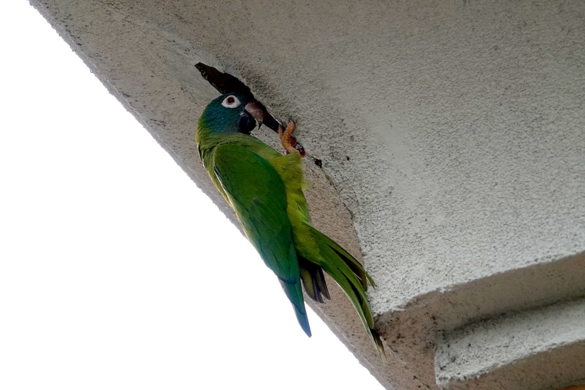 Blue-crowned Parakeet - ML620113077