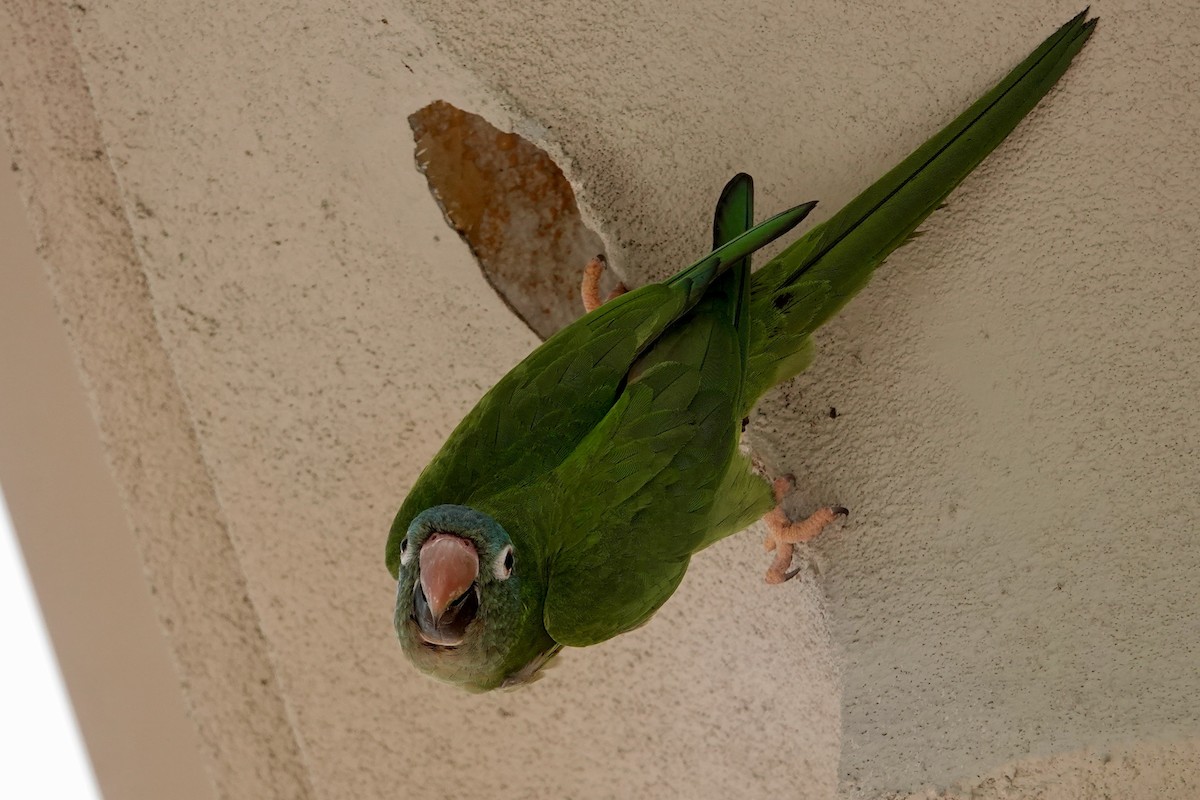 Blue-crowned Parakeet - ML620113078