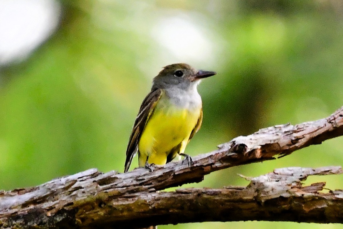 Great Crested Flycatcher - ML620113082